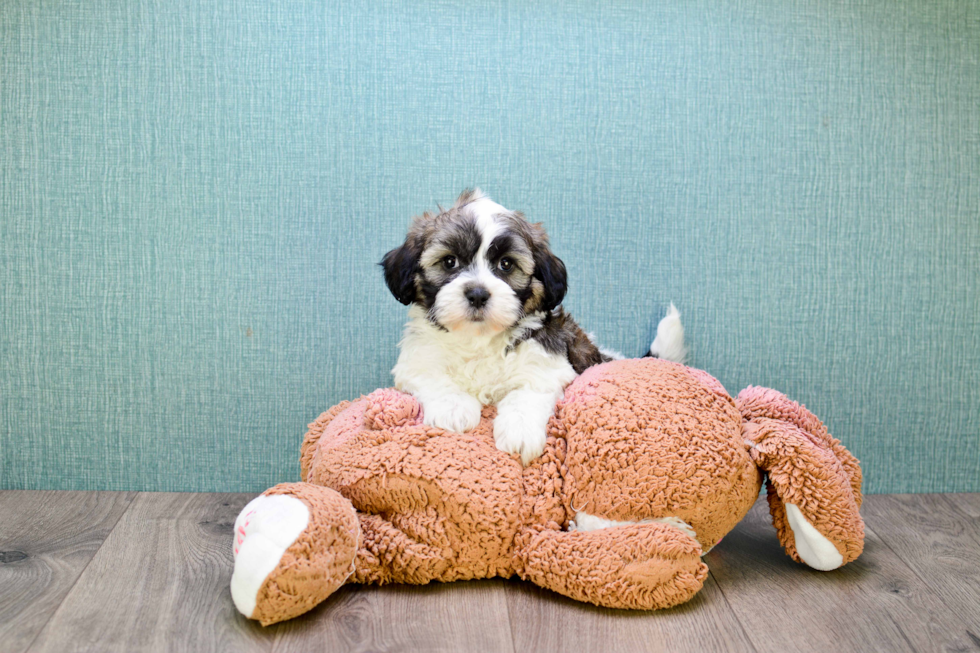 Teddy Bear Puppy for Adoption