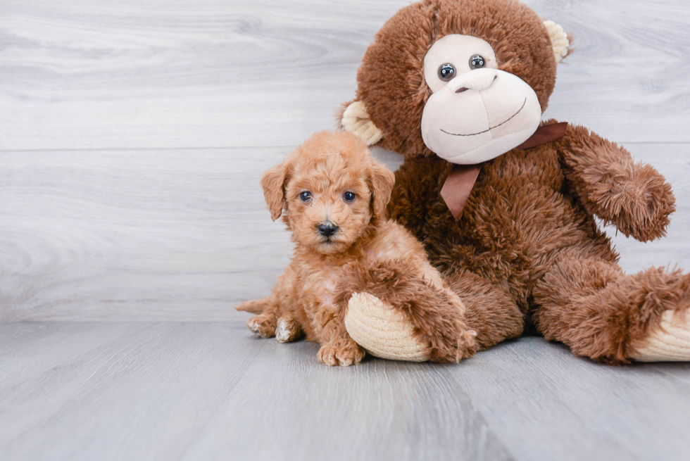 Mini Goldendoodle Pup Being Cute