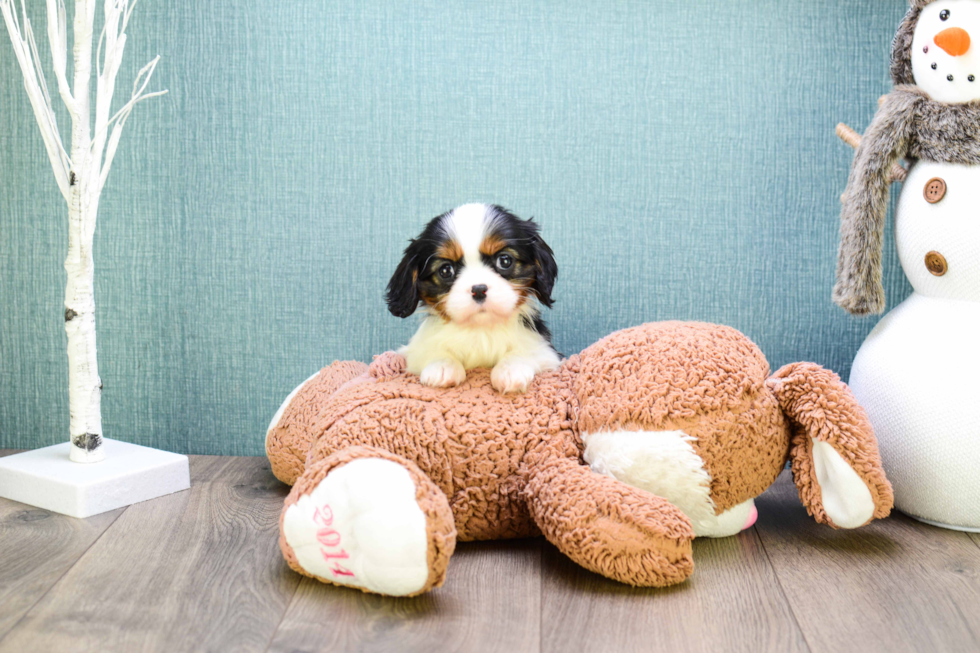 Smart Cavalier King Charles Spaniel Purebred Puppy