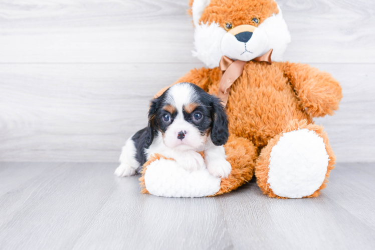 Smart Cavalier King Charles Spaniel Purebred Puppy