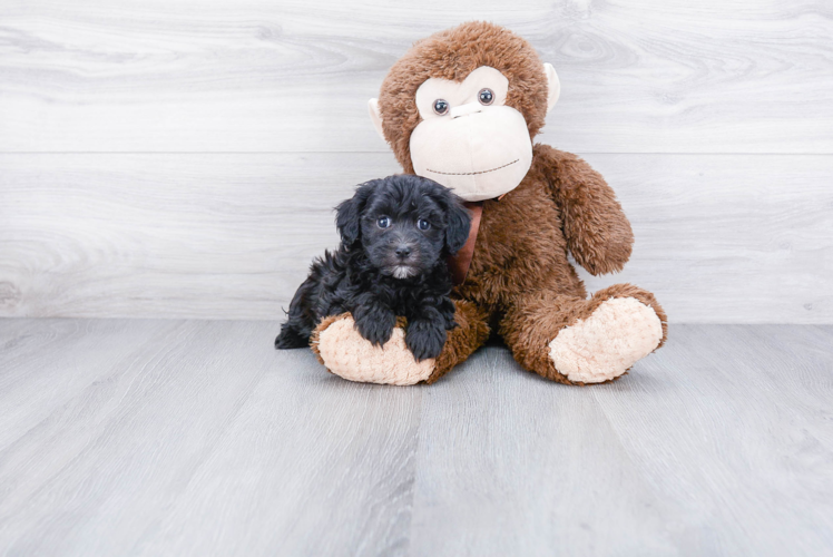 Playful Havanese Purebred Pup