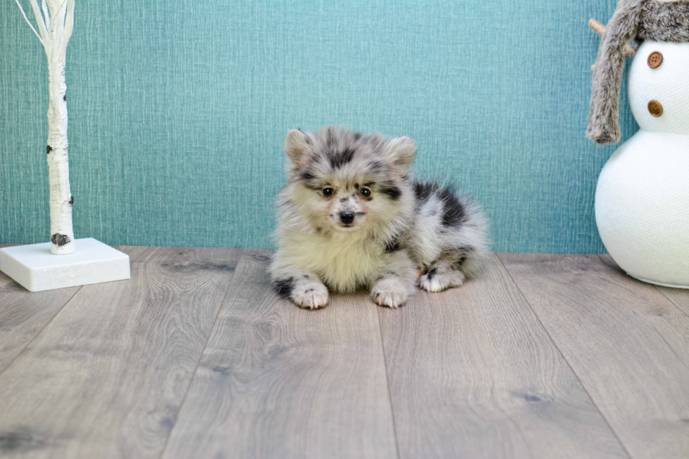 Energetic Pomeranian Purebred Puppy