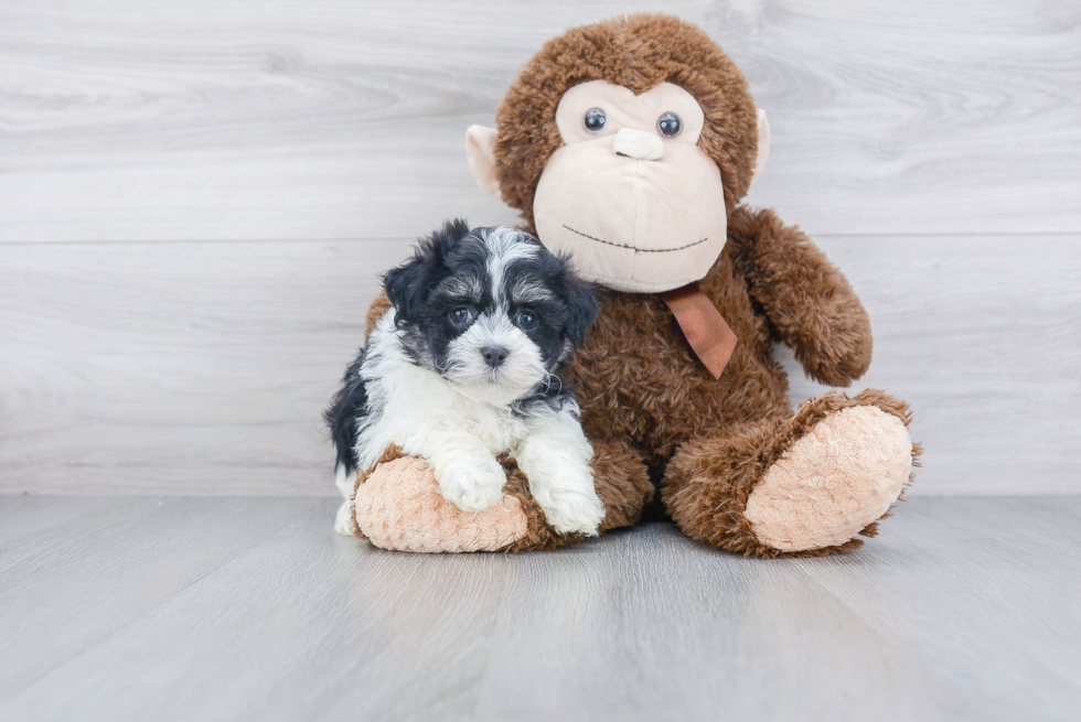 Best Havanese Baby