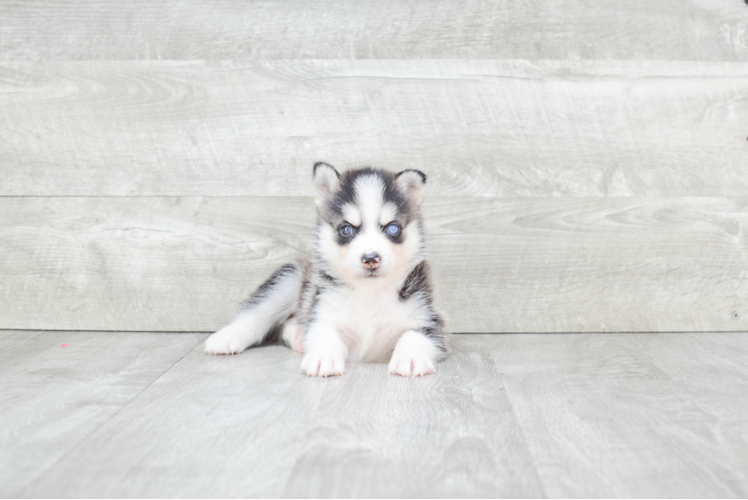 Pomsky Pup Being Cute