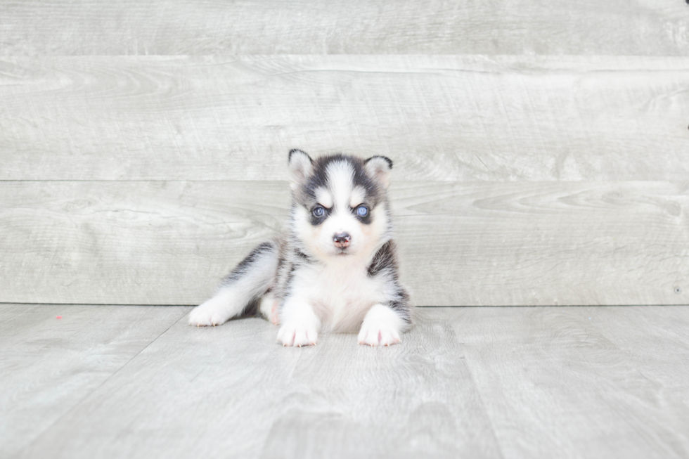 Pomsky Pup Being Cute