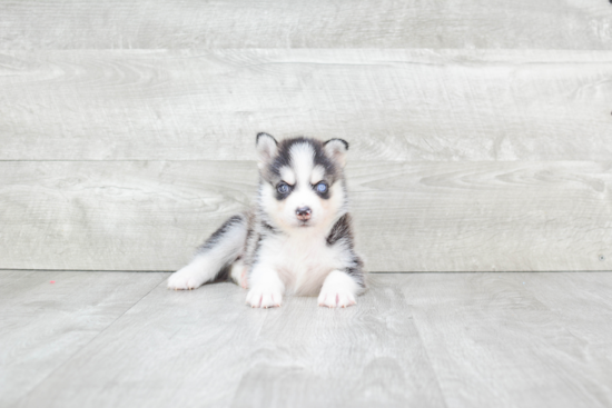 Pomsky Pup Being Cute