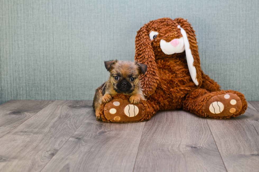 Best Brussels Griffon Baby