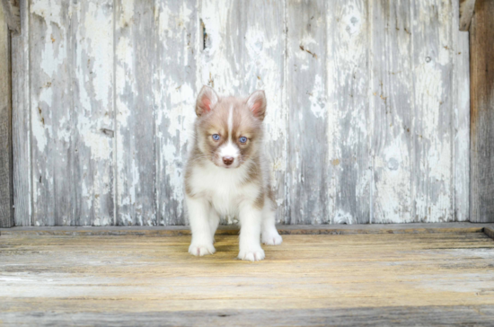 Best Pomsky Baby