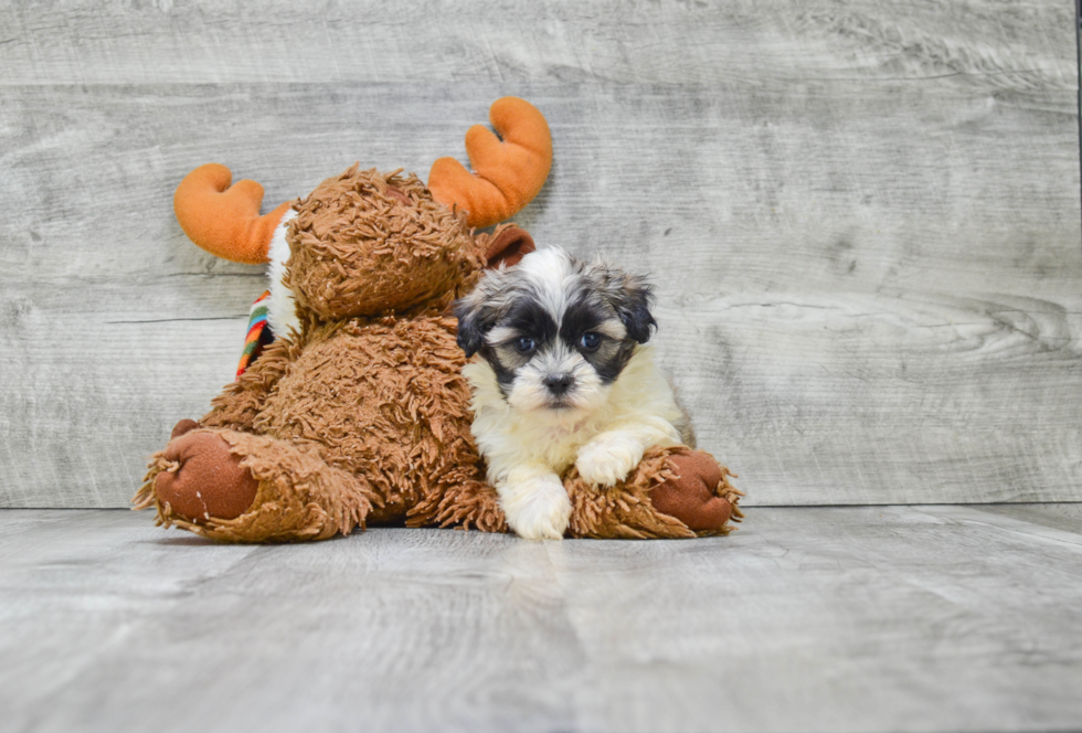 Teddy Bear Pup Being Cute