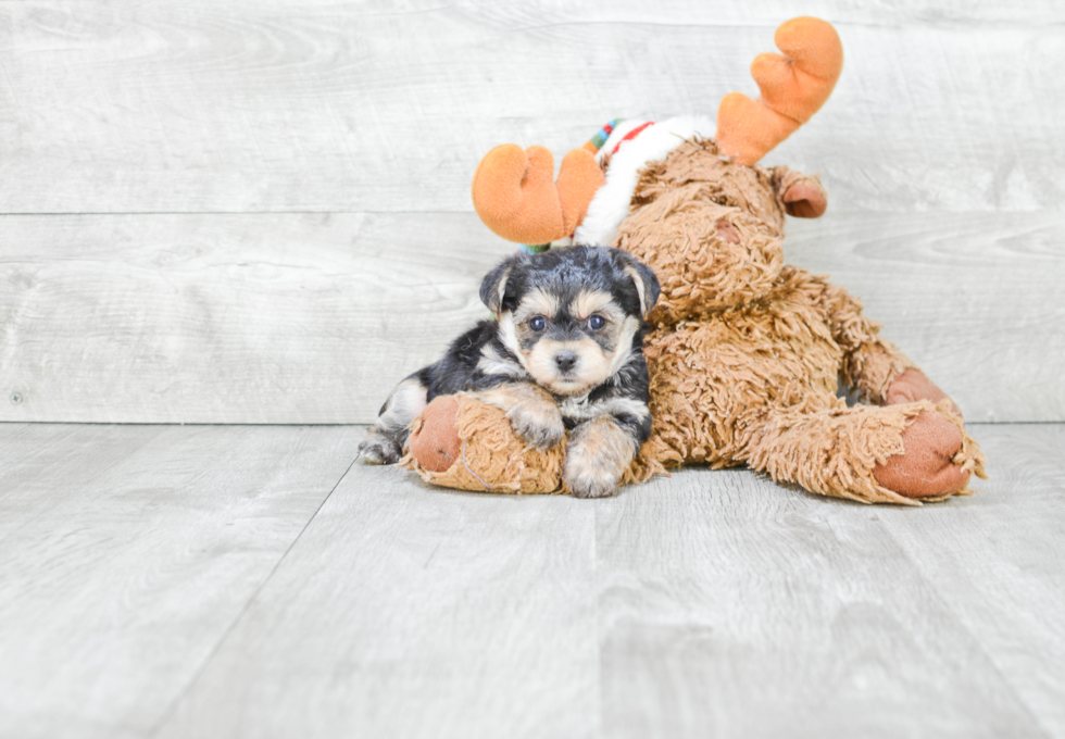 Friendly Morkie Baby