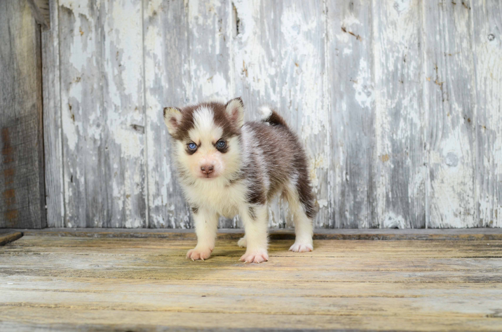 Pomsky Puppy for Adoption