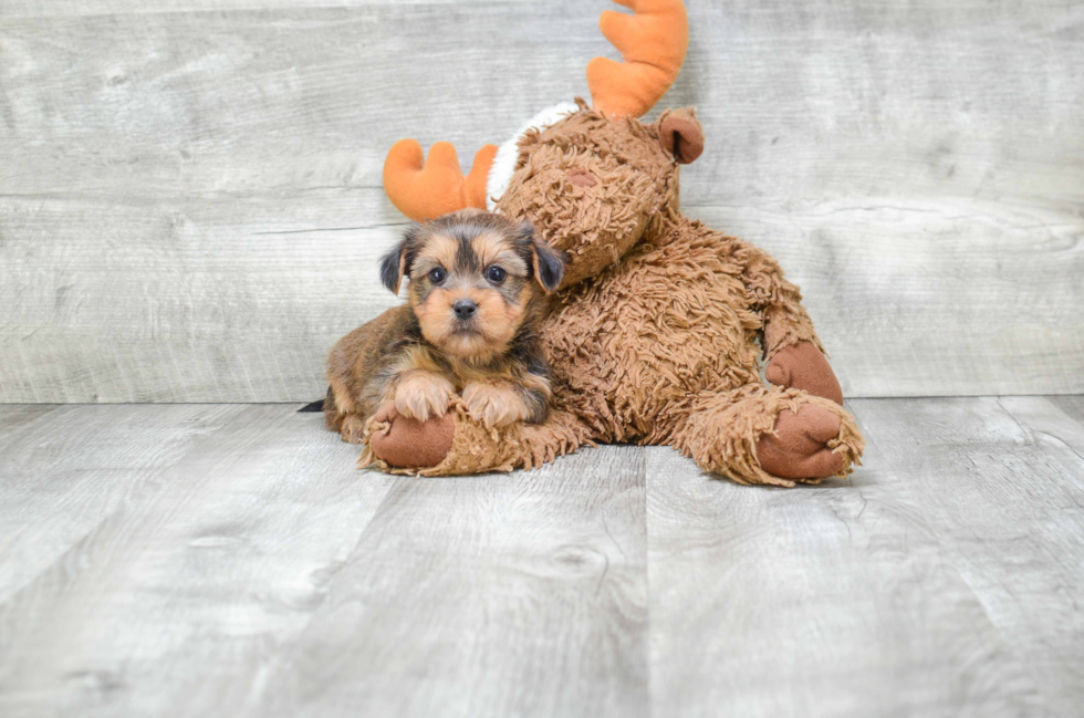 Shorkie Pup Being Cute