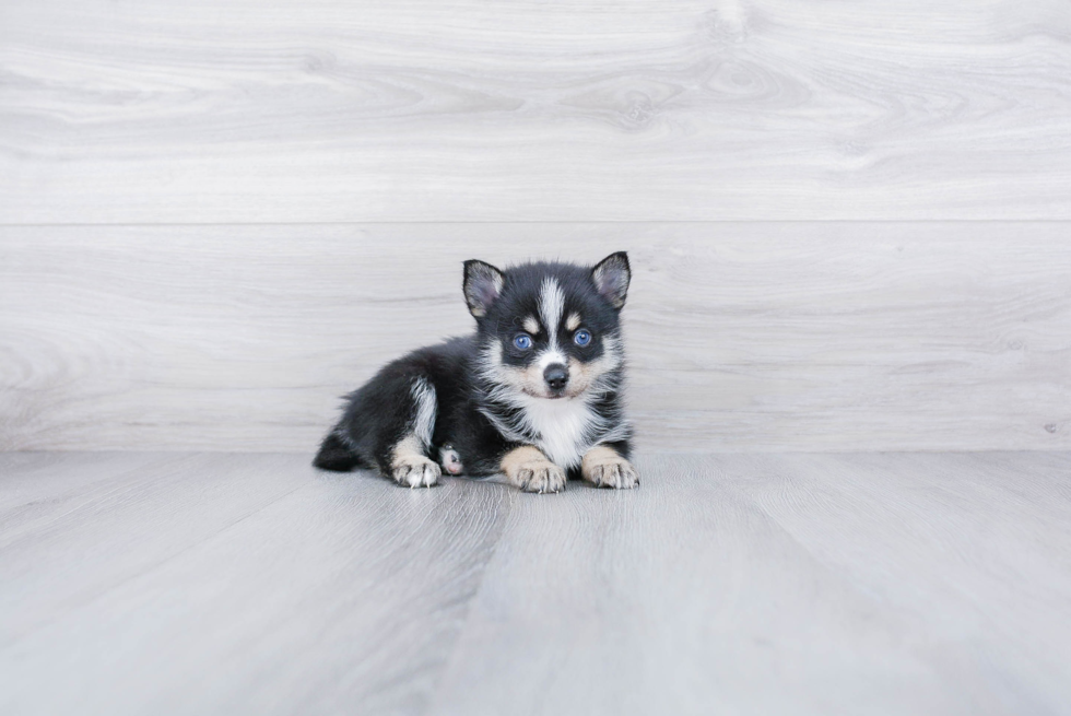 Energetic Mini Husky Designer Puppy