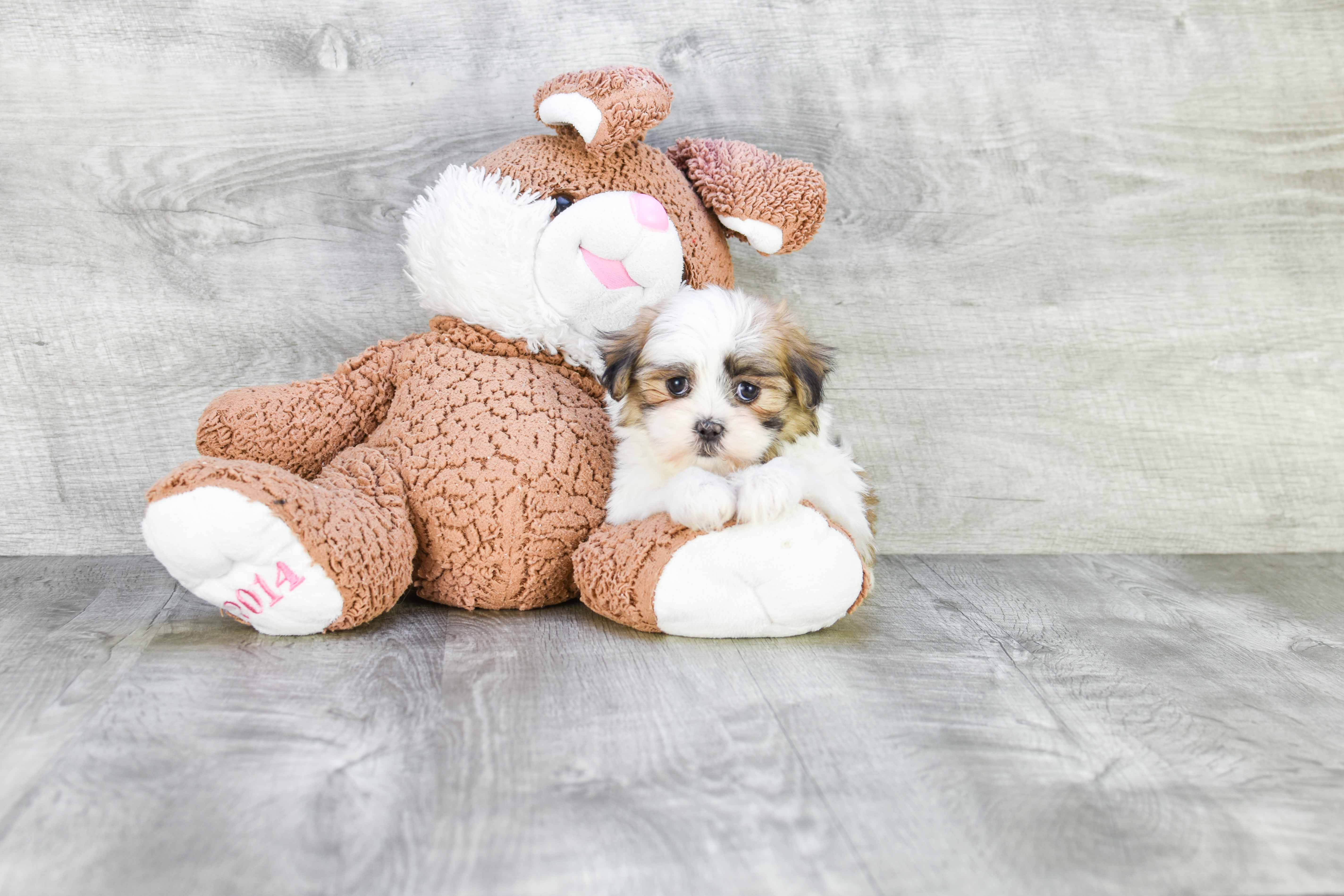 Teddy Bear Puppy for Adoption