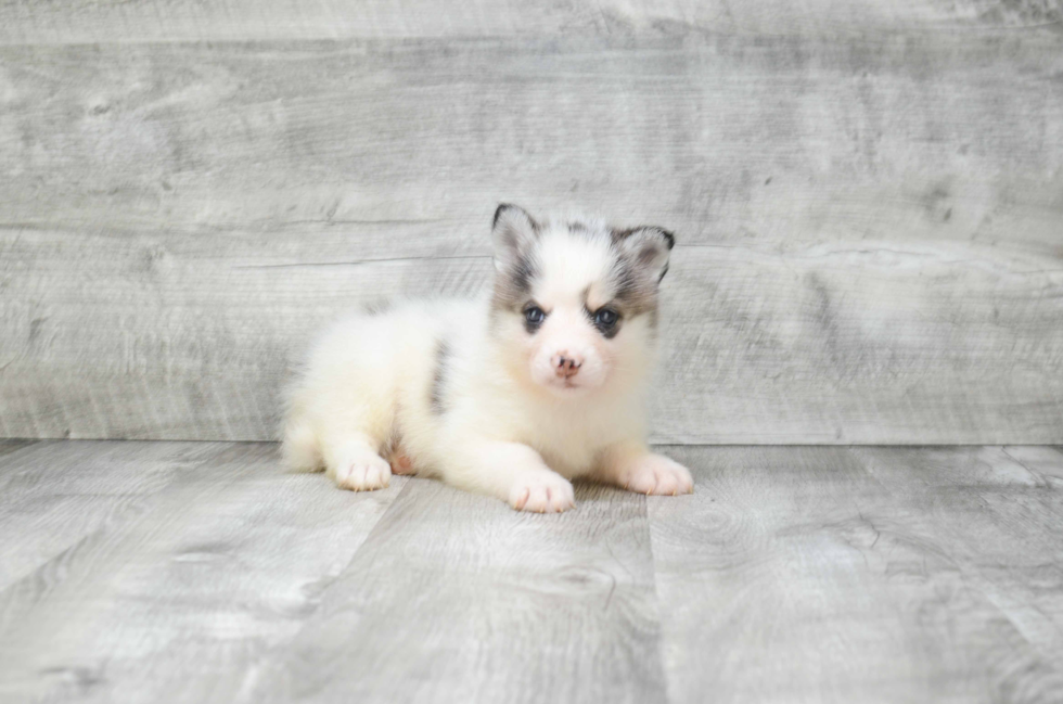 Sweet Pomsky Baby