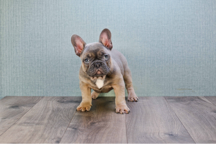 French Bulldog Puppy for Adoption