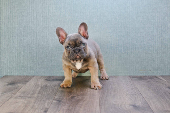 French Bulldog Puppy for Adoption