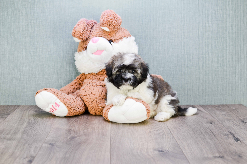 Best Havanese Baby