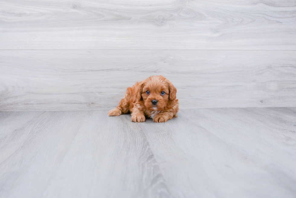 Petite Cavapoo Poodle Mix Pup