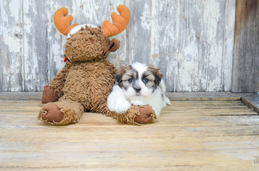 Friendly Teddy Bear Baby