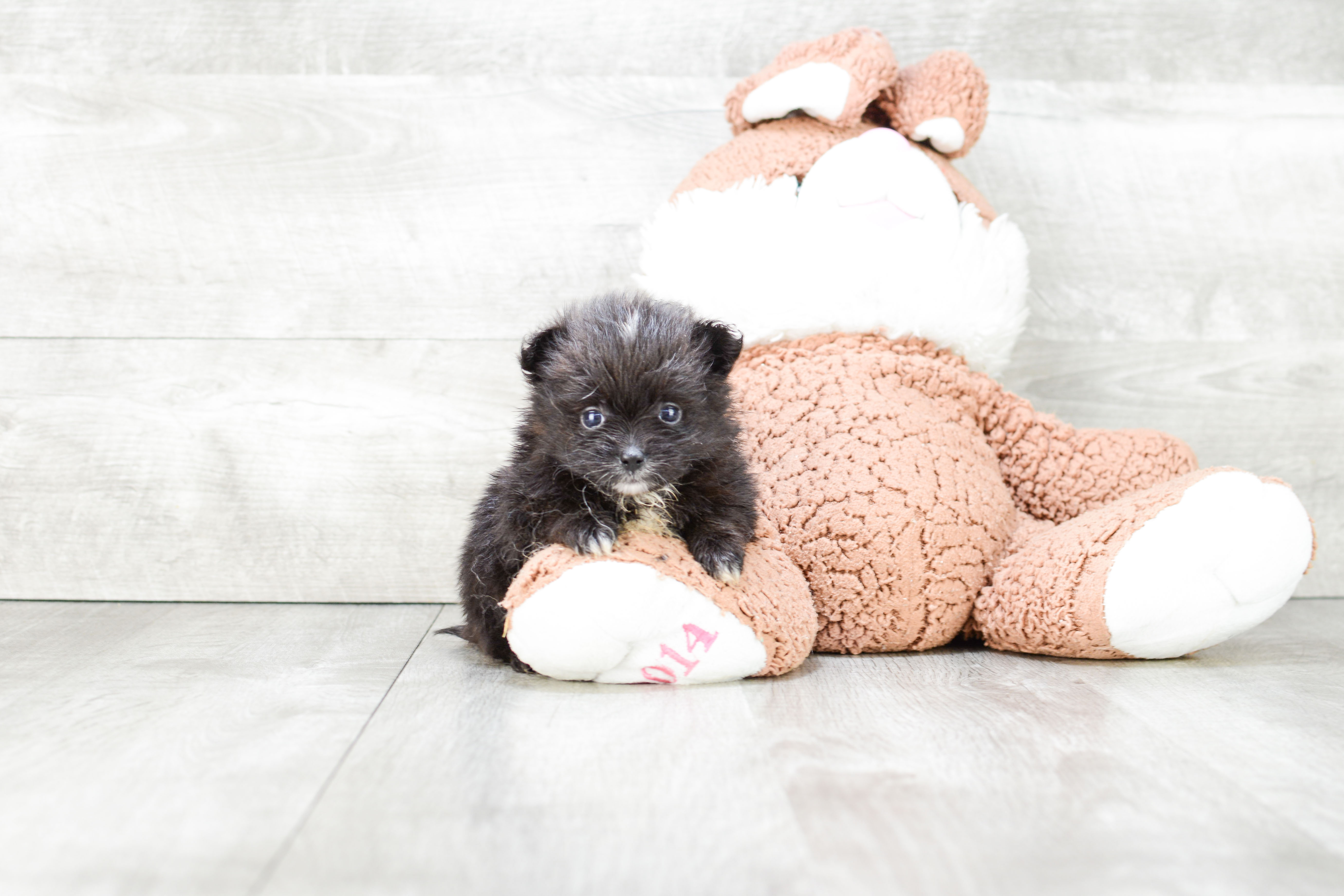 Adorable Pomeranian Purebred Puppy