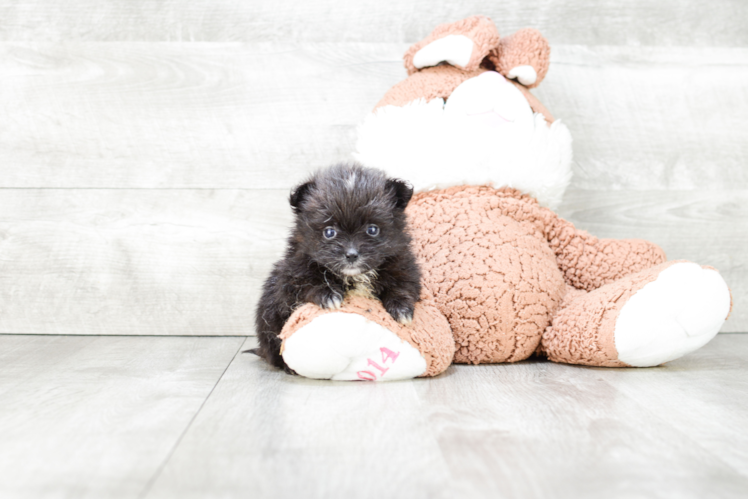 Adorable Pomeranian Purebred Puppy