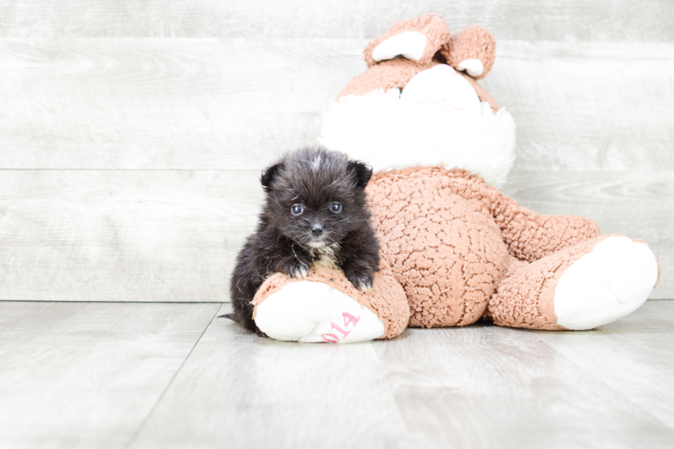 Adorable Pomeranian Purebred Puppy