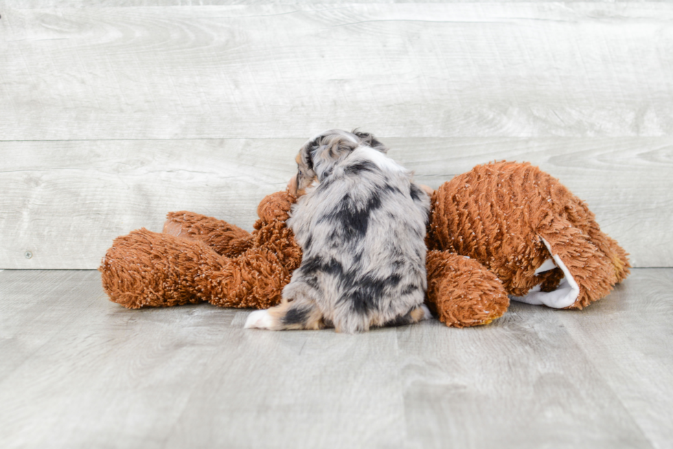 Best Mini Aussiedoodle Baby