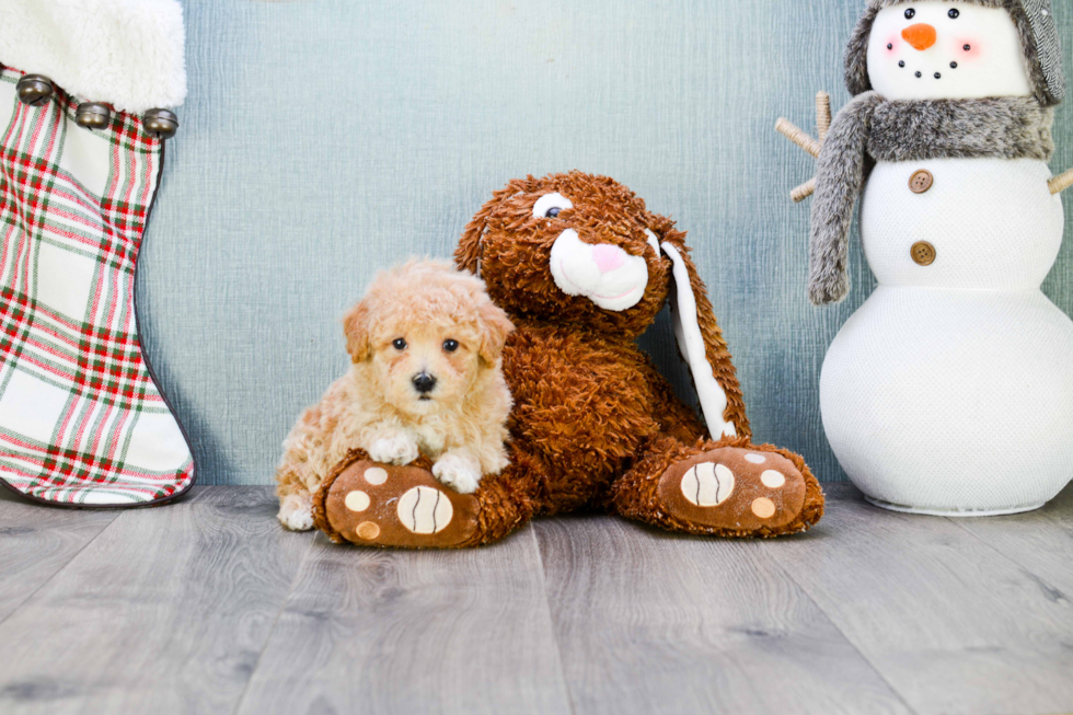 Energetic Maltepoo Poodle Mix Puppy