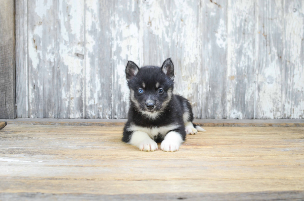 Sweet Pomsky Baby