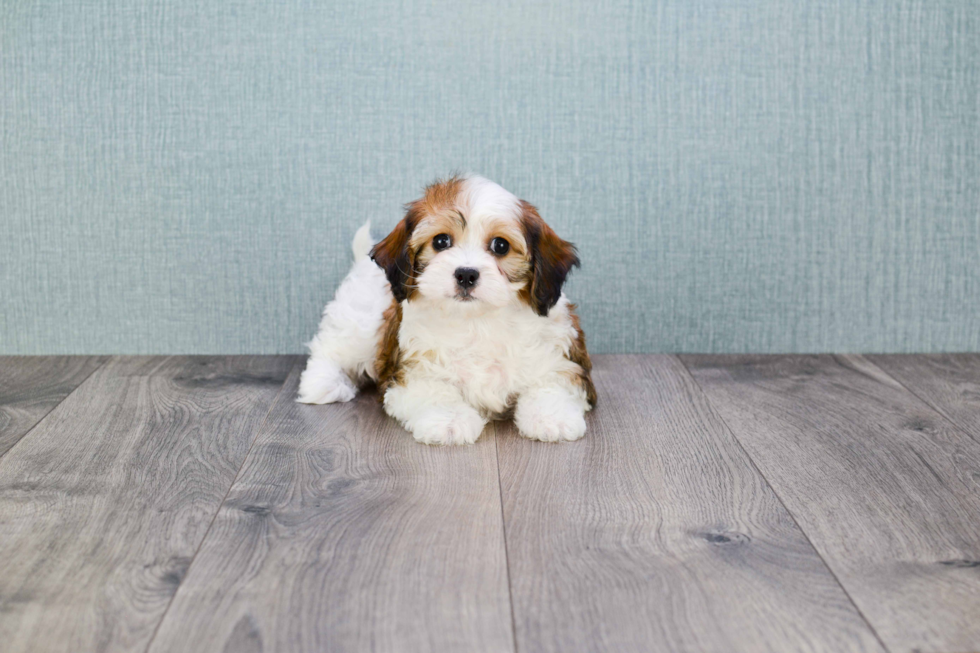 Friendly Cavachon Baby