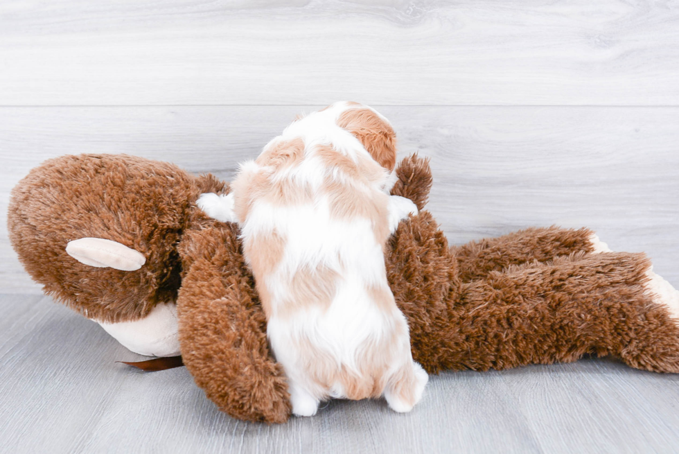 Popular Cavalier King Charles Spaniel Purebred Pup