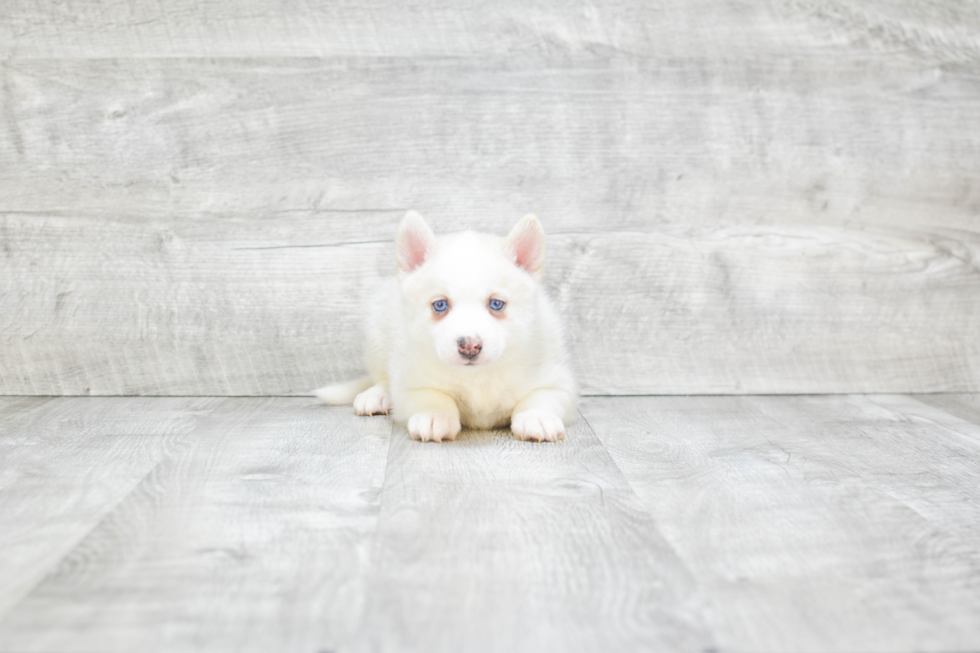 Pomsky Puppy for Adoption