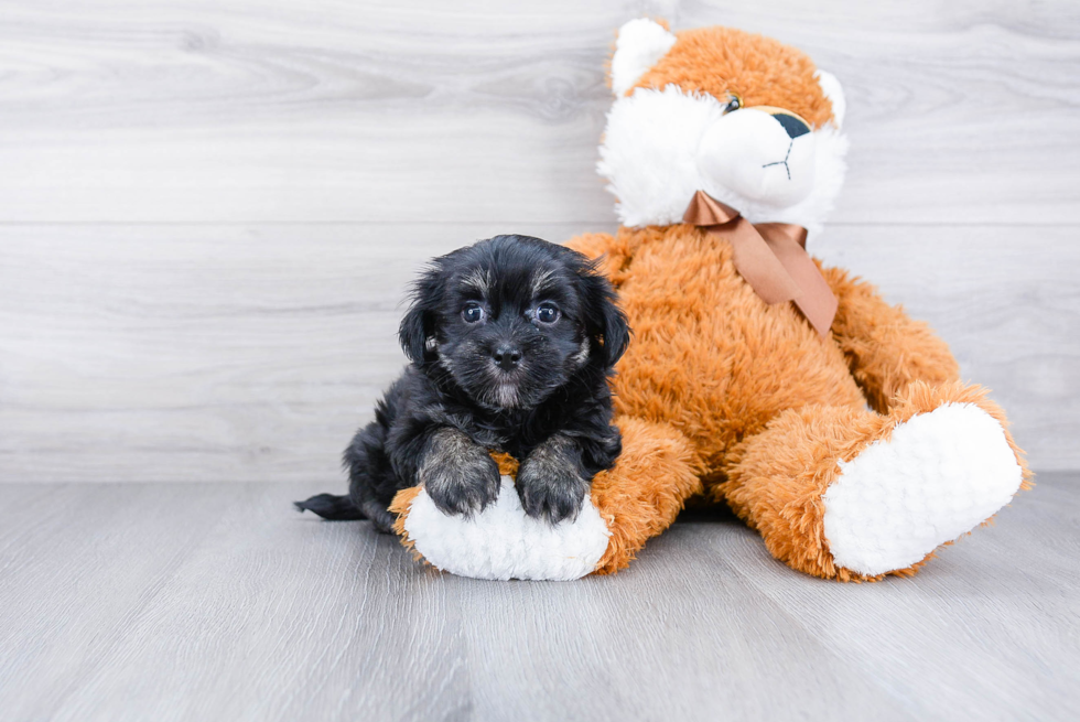 Friendly Havanese Purebred Pup