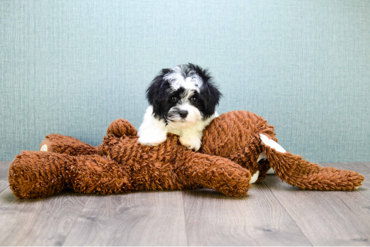 Best Havanese Baby