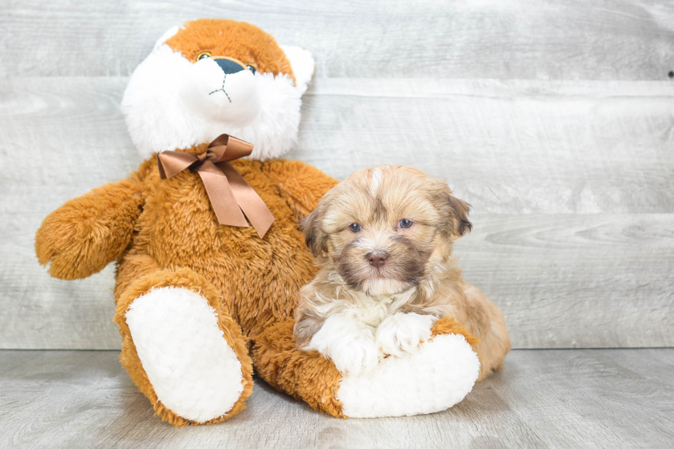 Best Havanese Baby