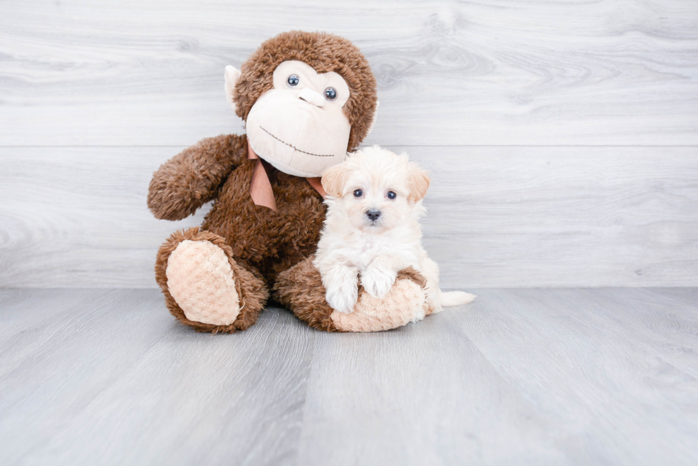 Smart Maltipoo Poodle Mix Pup