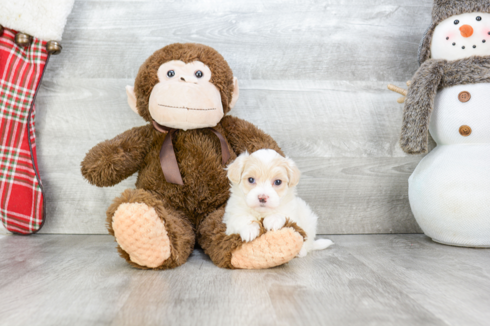 Maltipoo Puppy for Adoption