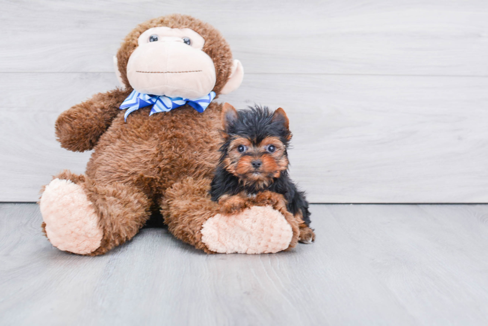 Meet Ronaldo - our Yorkshire Terrier Puppy Photo 