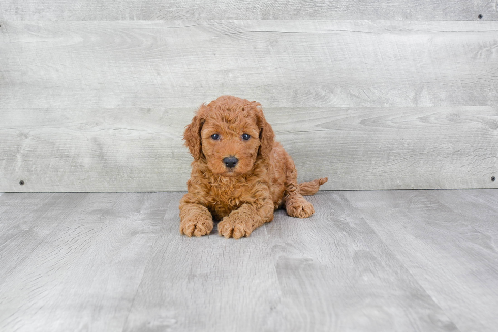 Best Mini Goldendoodle Baby