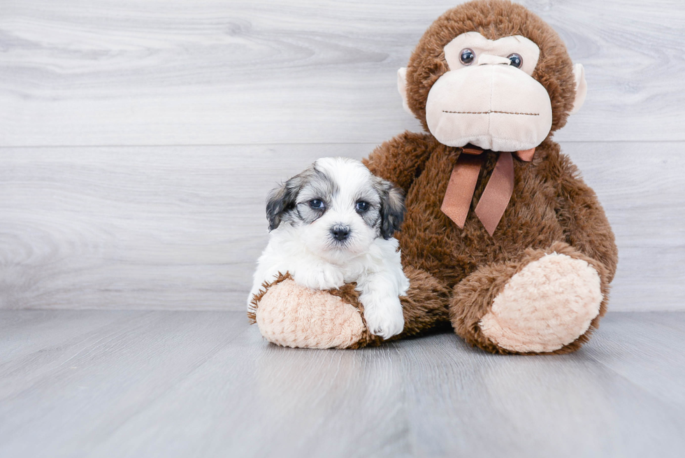 Teddy Bear Pup Being Cute