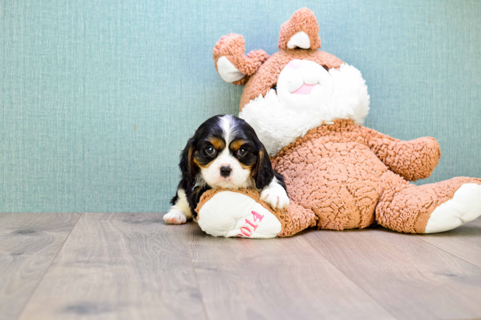 Best Cavalier King Charles Spaniel Baby