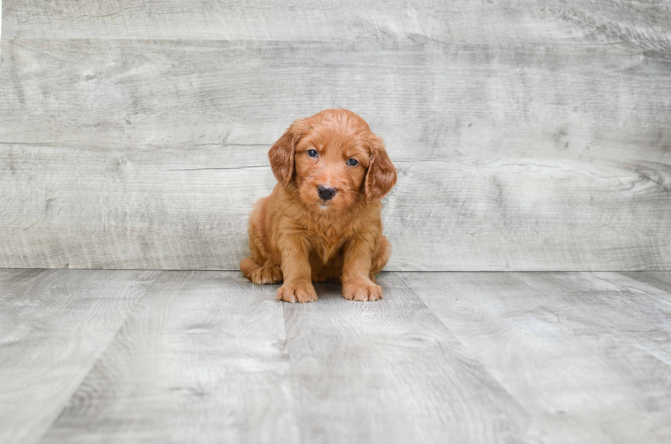 Popular Mini Goldendoodle Poodle Mix Pup