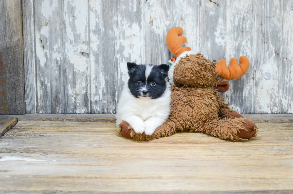 Pomeranian Pup Being Cute