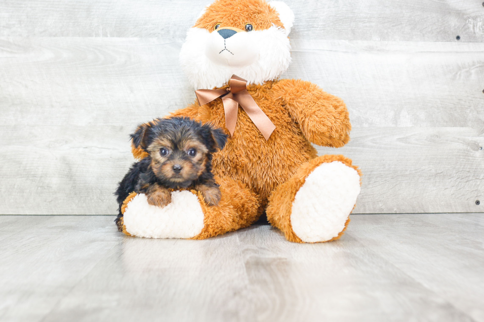 Meet Ralph - our Yorkshire Terrier Puppy Photo 