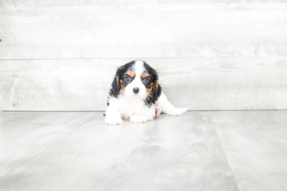 Cavalier King Charles Spaniel Puppy for Adoption