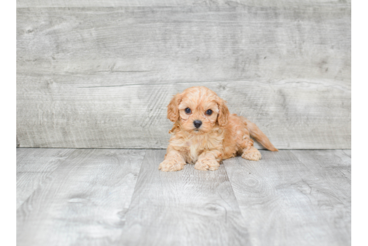 Funny Cavapoo Poodle Mix Pup