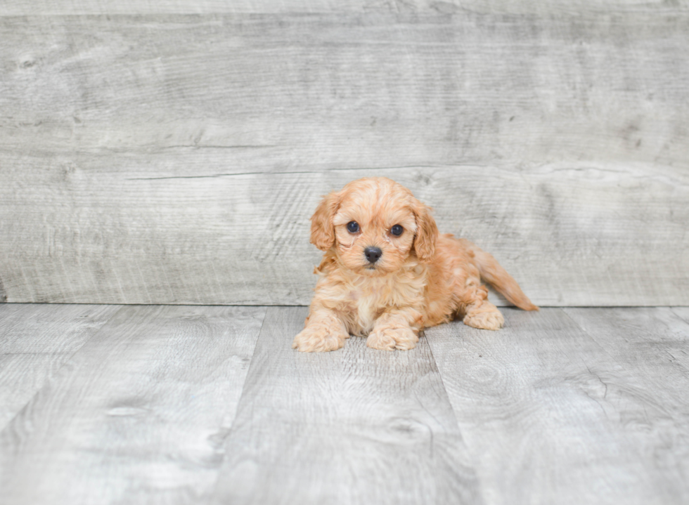 Funny Cavapoo Poodle Mix Pup