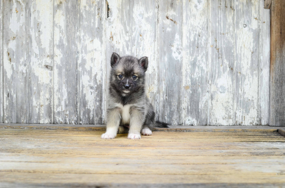 Adorable Mini Husky Designer Puppy