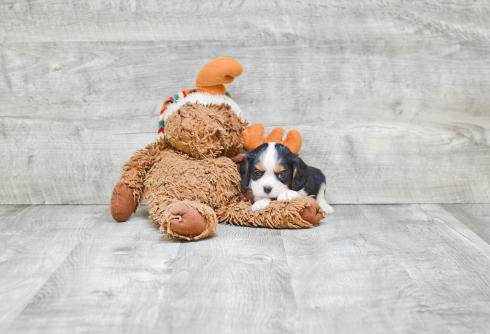 Friendly Cavalier King Charles Spaniel Baby